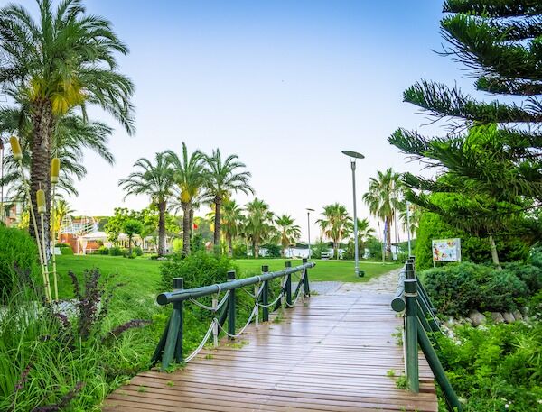 Landscaping Green Palm Trees